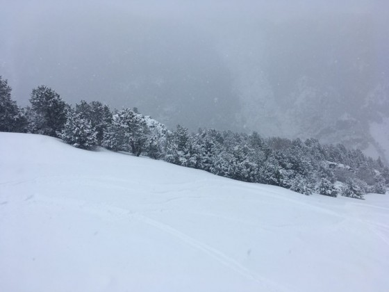 White trees, low visibility and powder snow in Arinsal