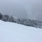 White trees, low visibility and powder snow in Arinsal