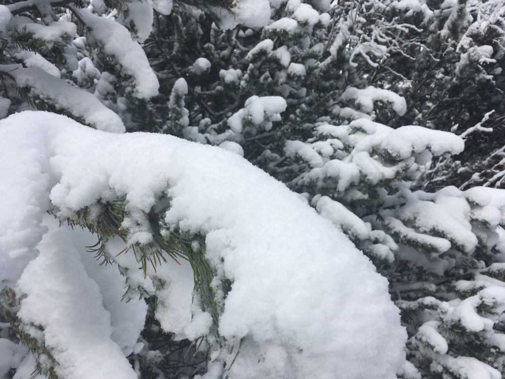 The trees were covered in white with up to 5 cm of fresh snow