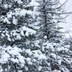 Trees are not green but white in Arinsal