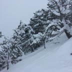 White trees on the off-piste of Arinsal