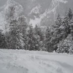 Off piste in the trees 04/03