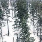 Skiing is about nature, trees and snow in Pal