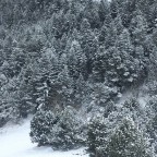 Stunning view of the forests of Arinsal