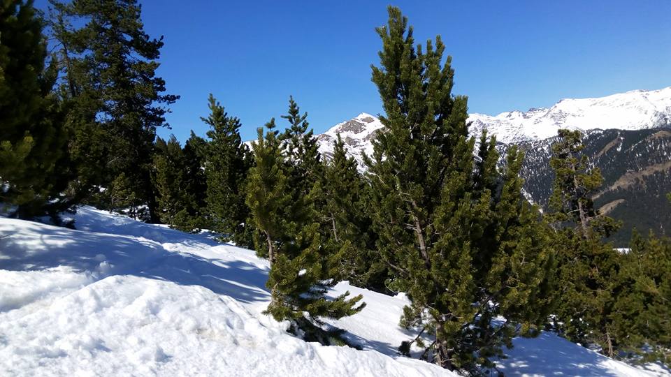The off-piste trees in Pal in Andorra