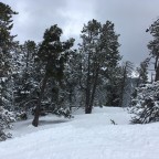 Skiing among the forest near Coll de La Botella was so much fun