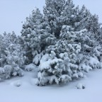 The trees were totally covered by snow
