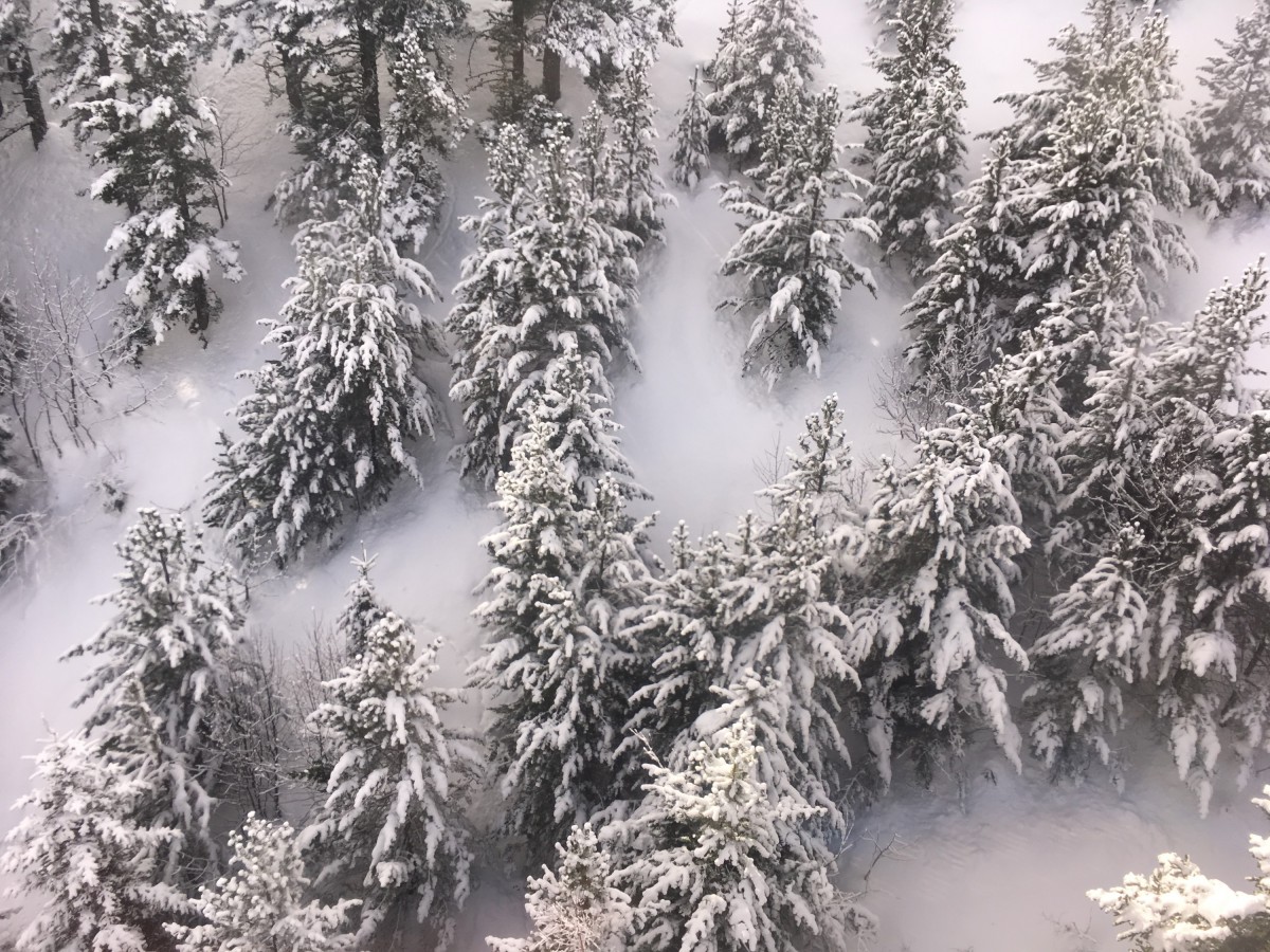 We love seeing the trees covered in white