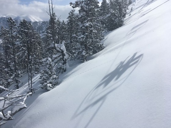 Beautiful snowy trees and chairlift shadows