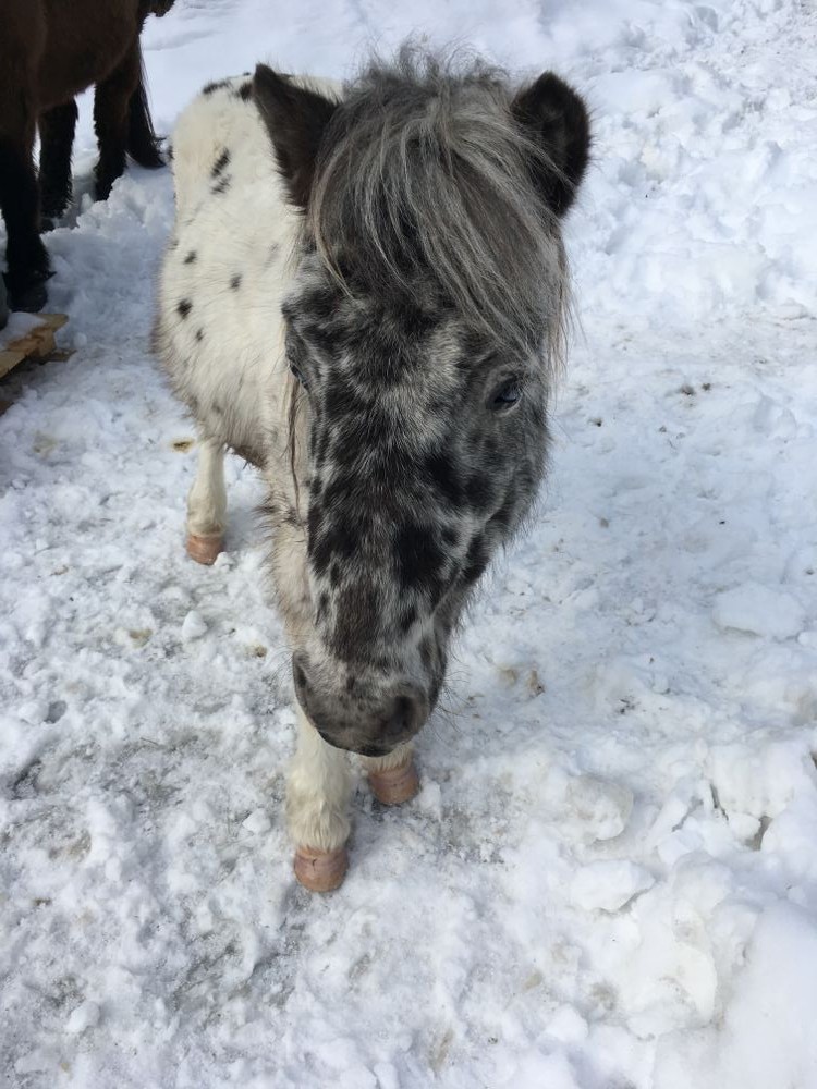 Lovely horse on the snow
