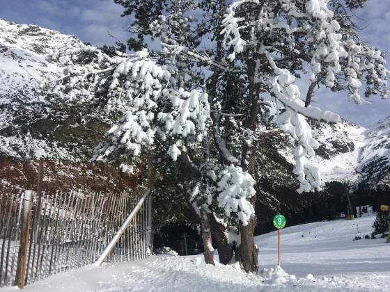 We love trees covered by snow