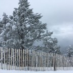 Frozen trees on the slopes of Pal today